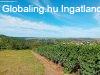 Tabon j llapot pince gondozott zrtkertben elad