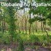 Monor Hegyessy tanyn feljtott csaldi hz, 2073 m2 t