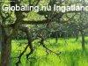 Recski  téliesített  2 szintes  faház nagy telekkel  eladó. 
