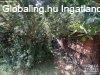 Nagy hz Klebelsberg-telepen! - Szeged