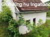 Elad prshz s szl - Pcsely