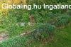 Elad hz, Zalaegerszeg