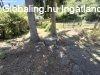 Elad 2 szintes csaldi hz Doroghzn
