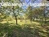 G�R�MB�LYI CSAL�DI H�Z ELAD�! - Miskolc