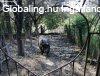 Elad� h�z, Szentp�ter�r