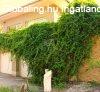 Elad� csal�di h�z Szigetszentmikl�s, 	Cs�klya utca