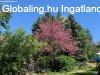 Piliscsaba, 284 m2, 239000000 HUF, 7 szoba [4425_443]