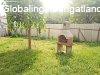 H�vja a Tulajdonost: Papp P�ter�+36208235744