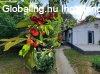 2 egys�g 2 �p�letben k�z�s udvarban - Si�fok