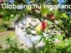 Elad� csal�di h�z Kust�nszeg, 	A t� szomsz�ds�g�ban!