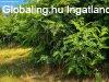 Elad� 180m2-es Csal�di h�z, Kemecse