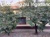 Kis�jsz�ll�son 2 szob�s, j� �llapotban l�v� csal�di h�z elad