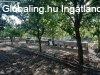 J�szd�zs�n 9483 nm-es telken, 4 hrsz-on l�v� ingatlan, h�z e