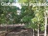 J�szd�zs�n 9483 nm-es telken, 4 hrsz-on l�v� ingatlan, h�z e