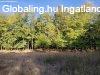 Elad� tanya Lajosmizse, 	AZ ERD�BEN FEL�J�TAND� TANYA ELAD�!